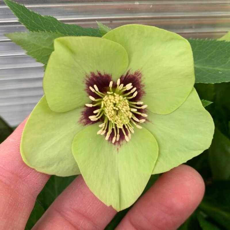 Proven Winners Honeymoon Irish Luck Lenten Rose