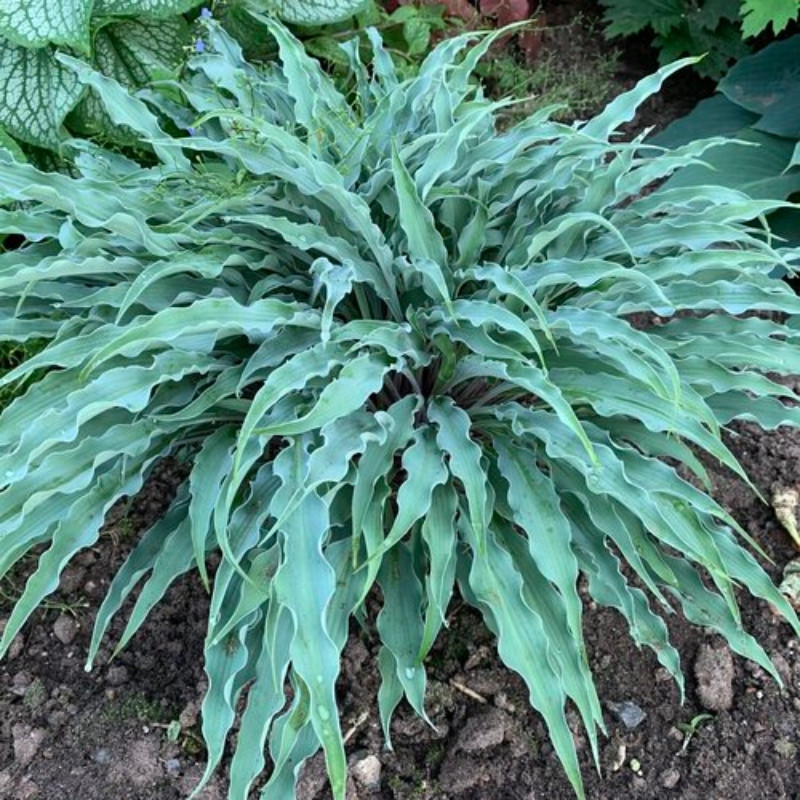 Proven Winners Hosta Silly String - Thumbnail 2