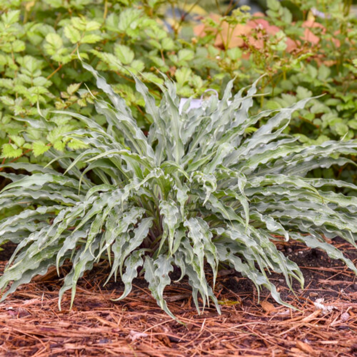 Proven Winners Hosta Silly String