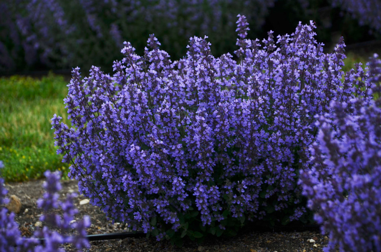 Nepeta faassenii Cat's Pajamas Catmint for Sale