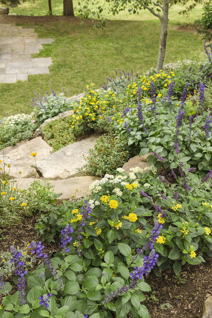 Denim 'n Lace Russian Sage Plant Addicts