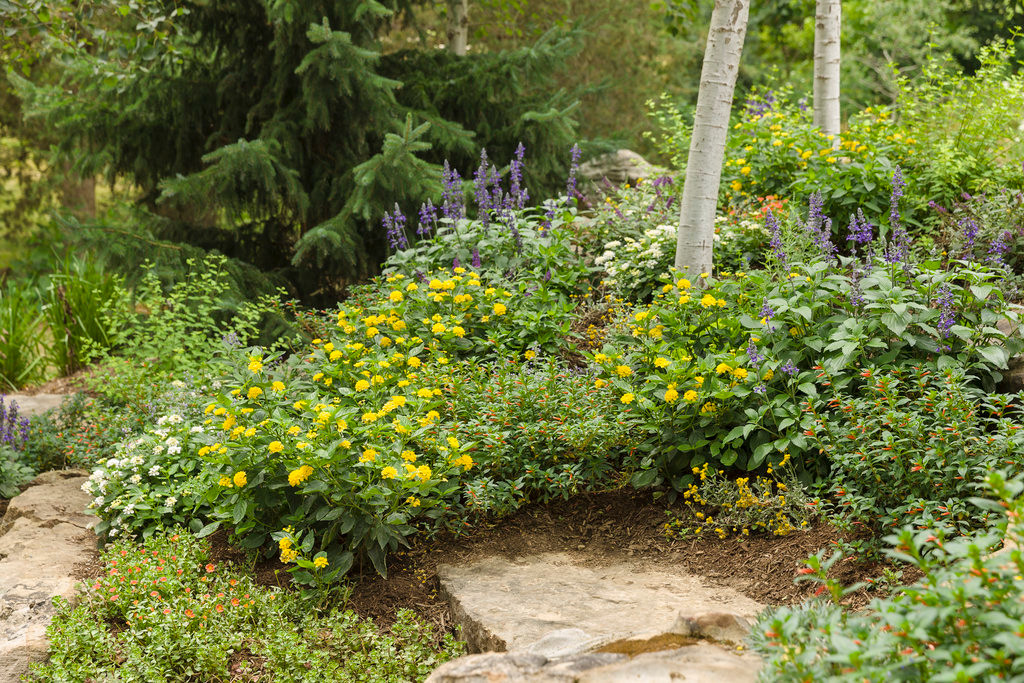 Denim 'n Lace Russian Sage Plant Addicts