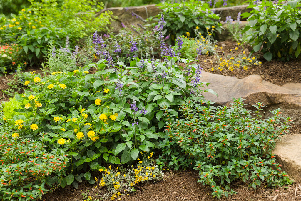 Proven Winners Denim 'n Lace Russian Sage - Thumbnail 4