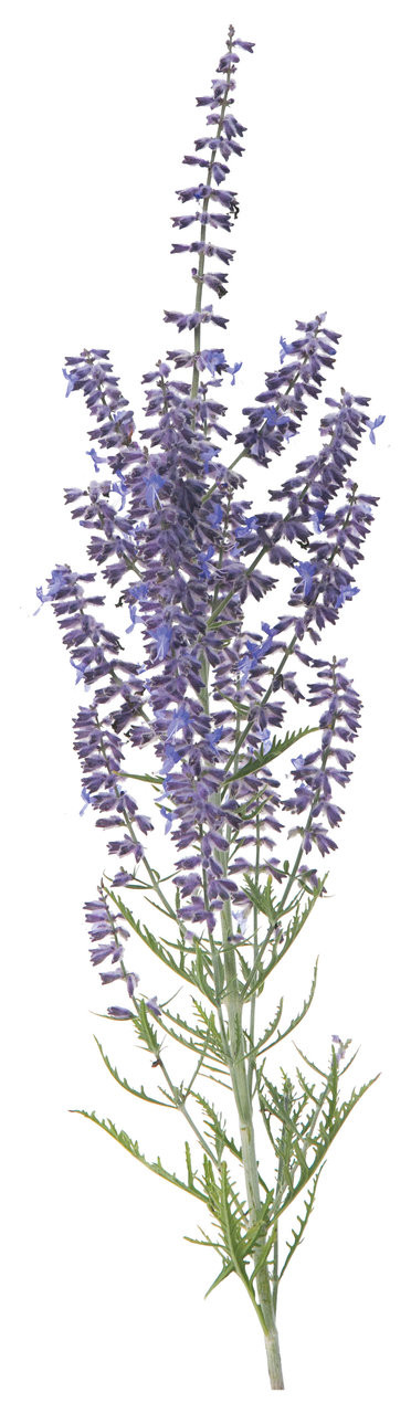 Proven Winners Denim 'n Lace Russian Sage - Thumbnail 2