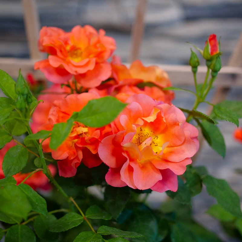 Rose Rise Range Rise Up Emberays™ Rose | Plant Addicts