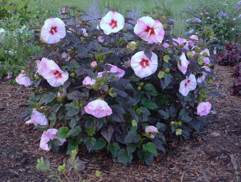 Proven Winners Hibiscus Summerific Mallow - Thumbnail 4