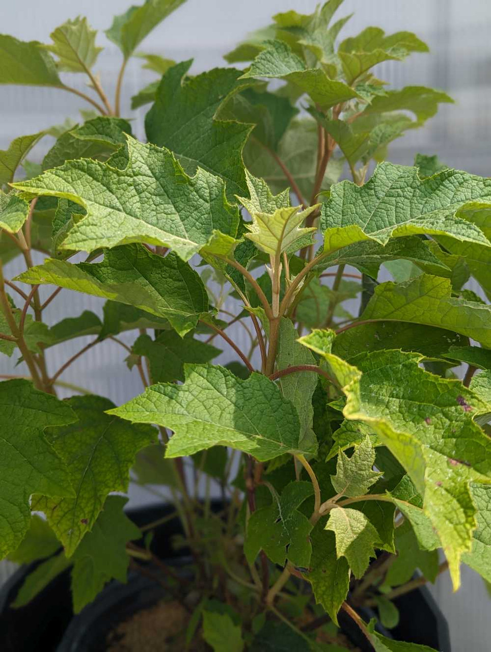 Toy Soldier Hydrangea | Plant Addicts