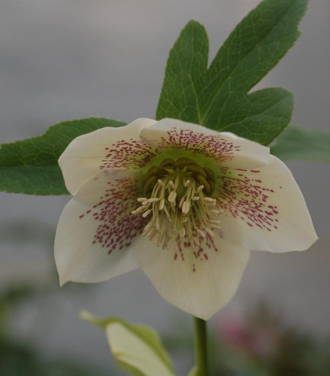 レンテンローズ36 Royal_Heritage_Lenten_Rose_Flo