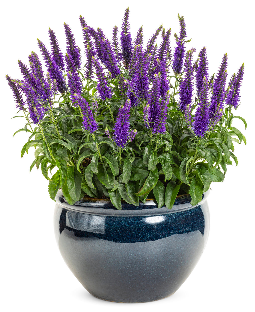 Magic Show 'Wizard of Ahhs' Spike Speedwell (Veronica)