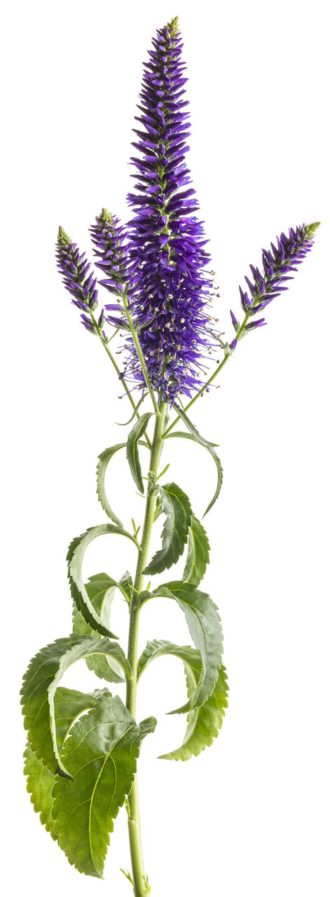 Proven Winners Magic Show Wizard of Ahhs Spike Speedwell - Thumbnail 4