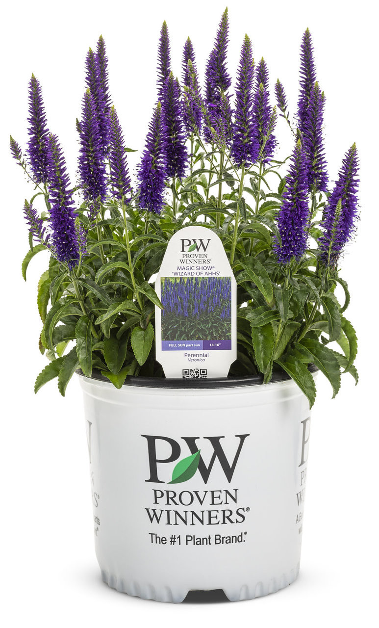 Magic Show 'Wizard of Ahhs' Spike Speedwell (Veronica) - Thumbnail 2