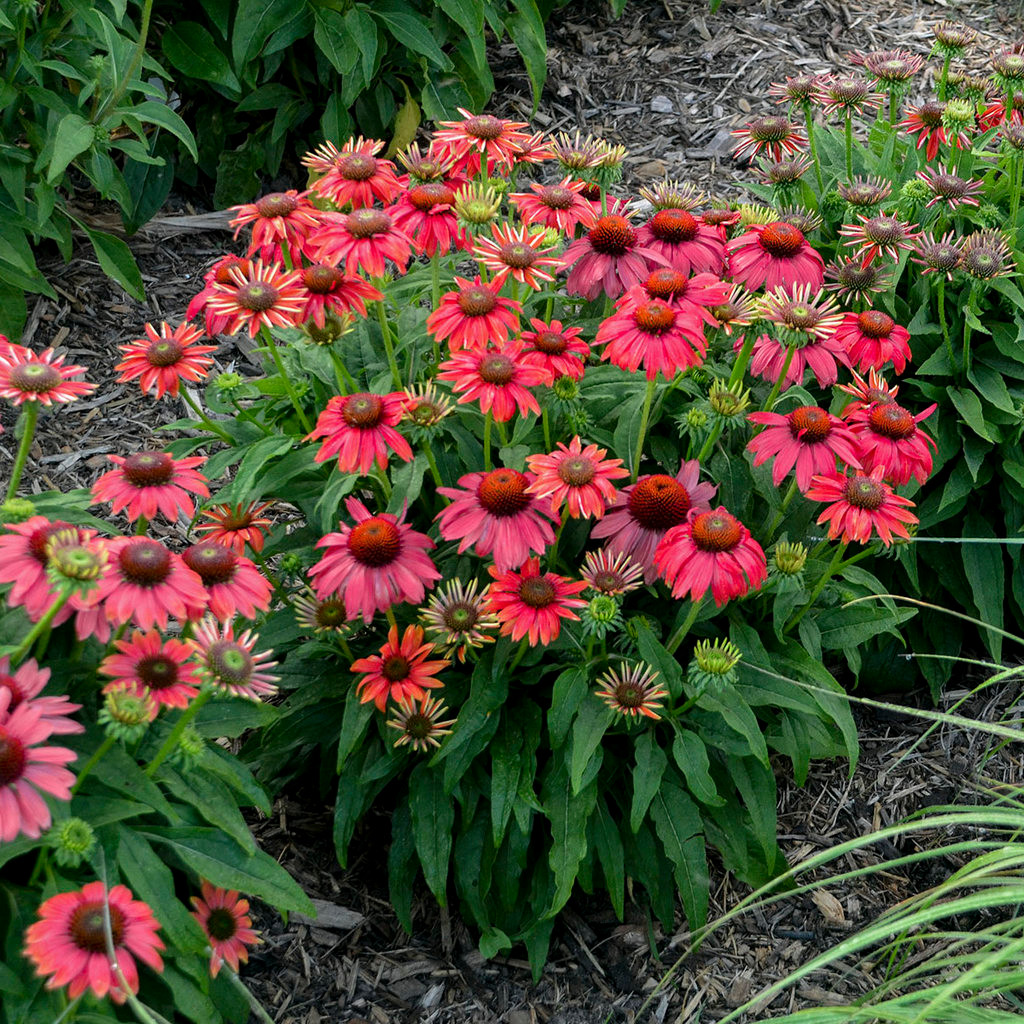 Summersong Firefinch Coneflower - Thumbnail 5