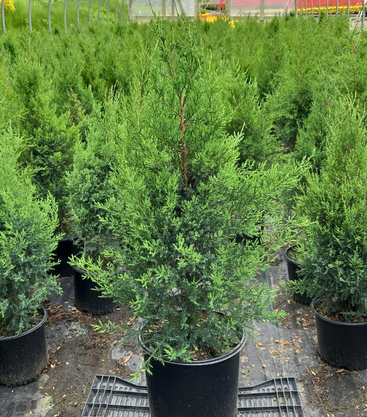 American Beauties Native Plants Eastern Red Cedar - Thumbnail 3