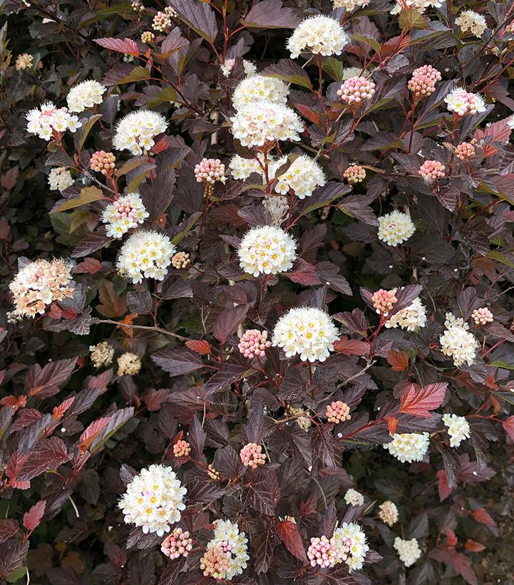Chroma Chameleon Ninebark | Plant Addicts