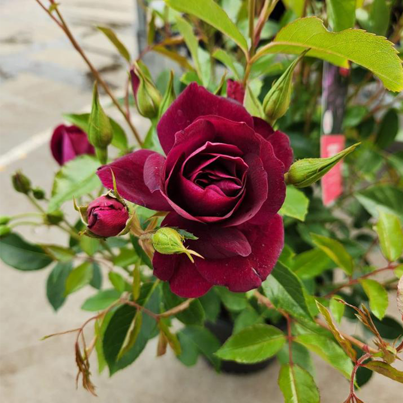 Star Roses Iceberg Rose