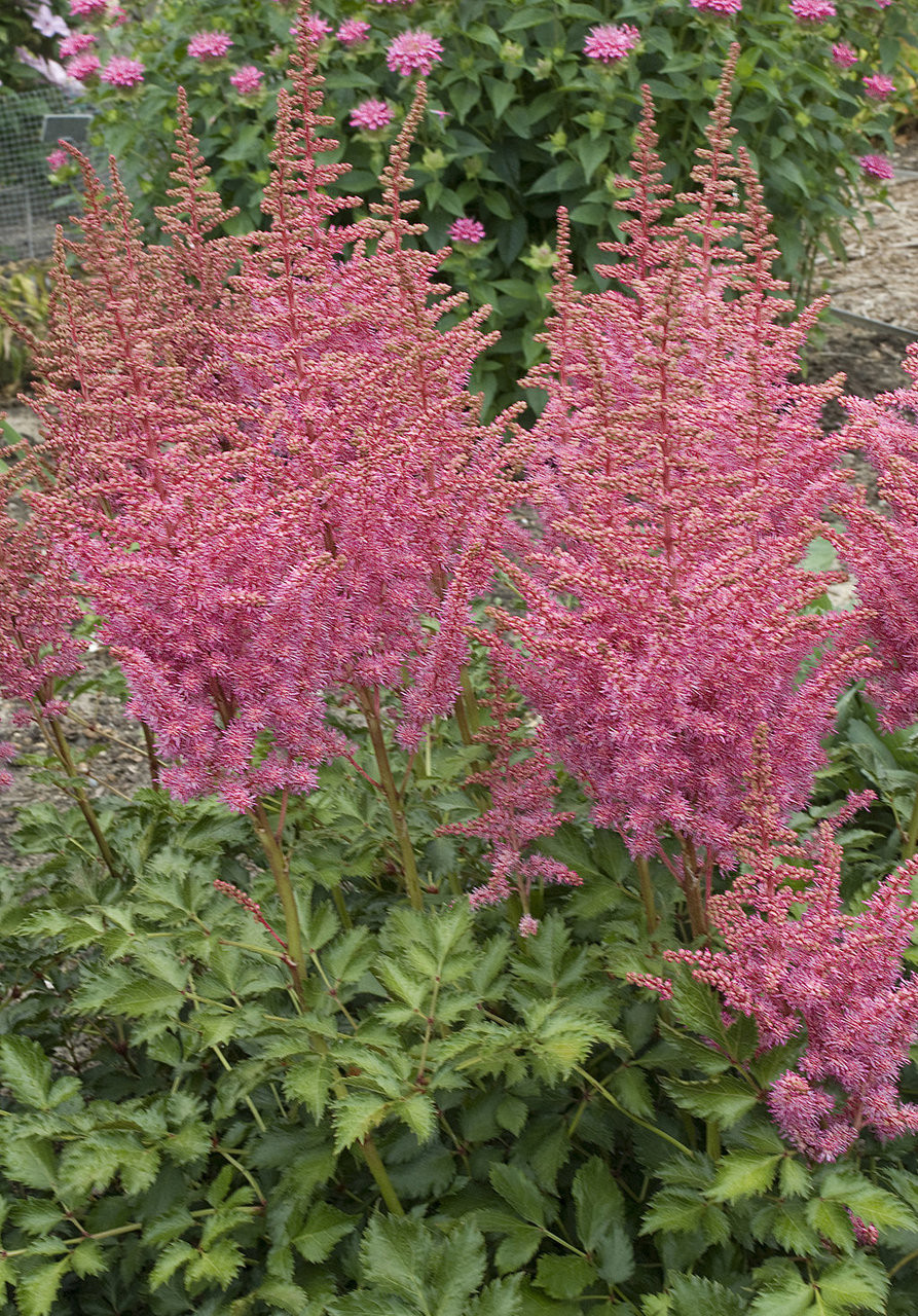 Proven Selections Rise and Shine Astilbe