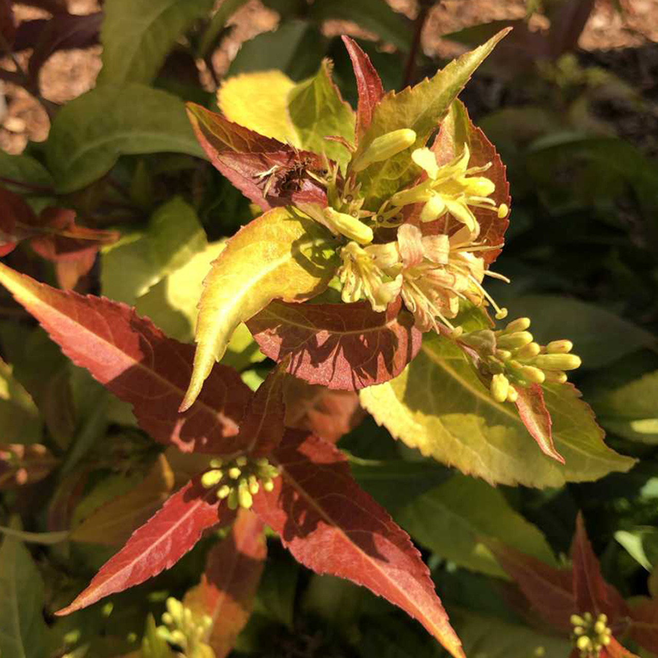 Honeysuckle and Thyme