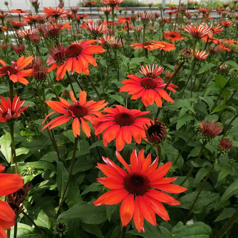 Bloomin Easy Coneflower - Thumbnail 4