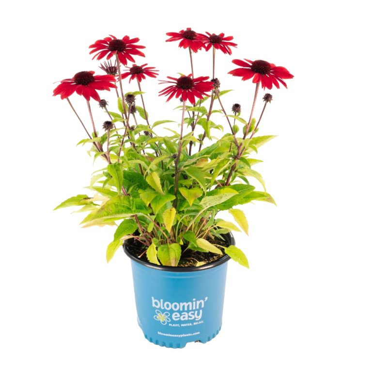 Bloomin Easy Coneflower