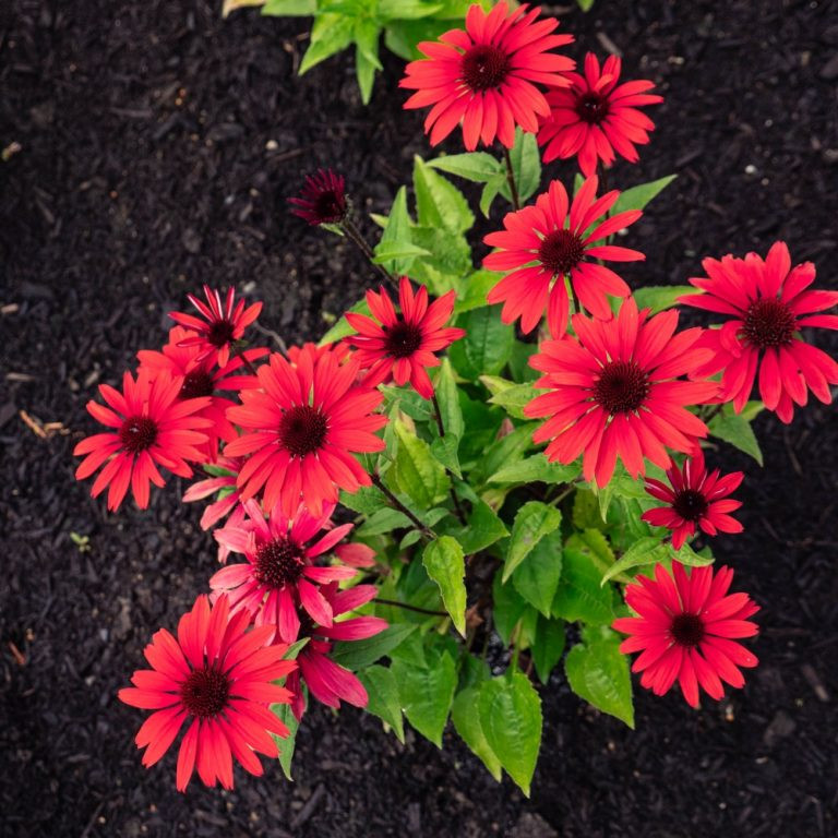 Bloomin Easy Coneflower - Thumbnail 2
