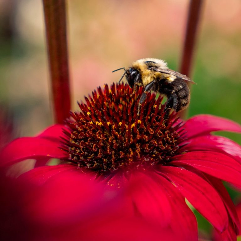 Bloomin Easy Coneflower - Thumbnail 3