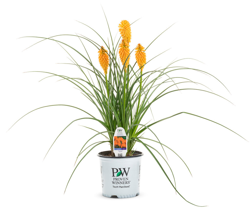 Pyromania 'Orange Blaze' Red Hot Poker (Kniphofia) - Thumbnail 3