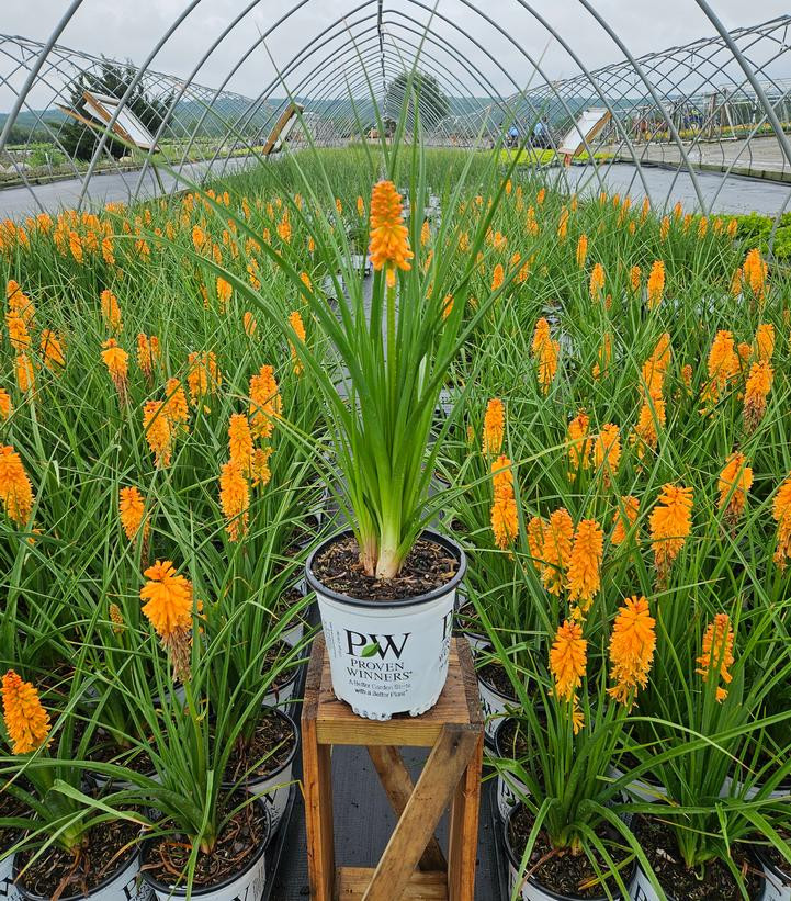 Pyromania Orange Blaze Red Hot Poker | Plant Addicts
