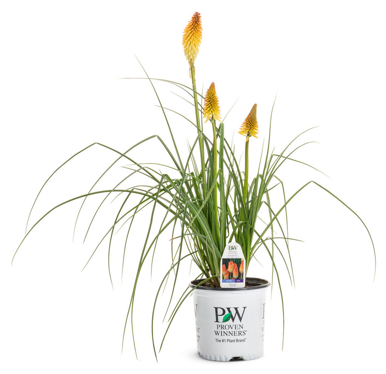 Red Hot Poker Flower Essence Red Hot Poker Flower Essence