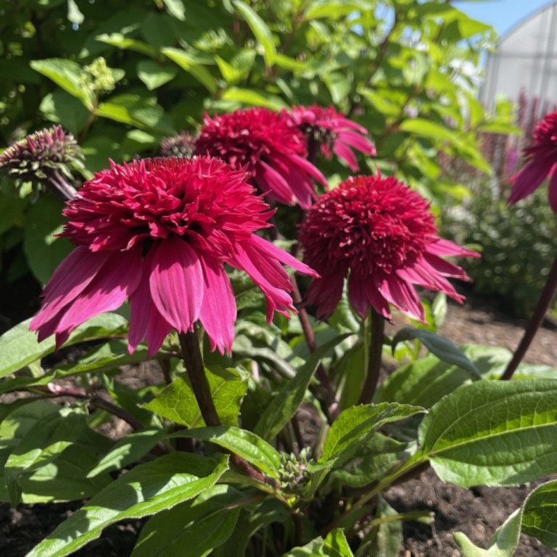 Double Scoop™ Watermelon Deluxe Coneflower | Plant Addicts
