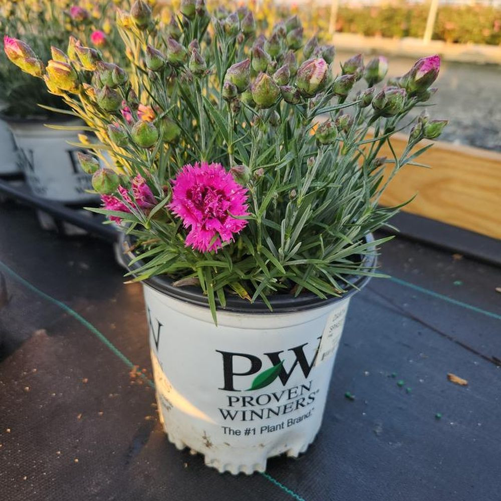 Fruit Punch® Spiked Punch Pinks Dianthus | Plant Addicts