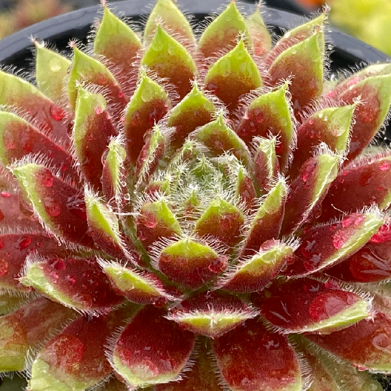 Chick Charms Hens and Chicks