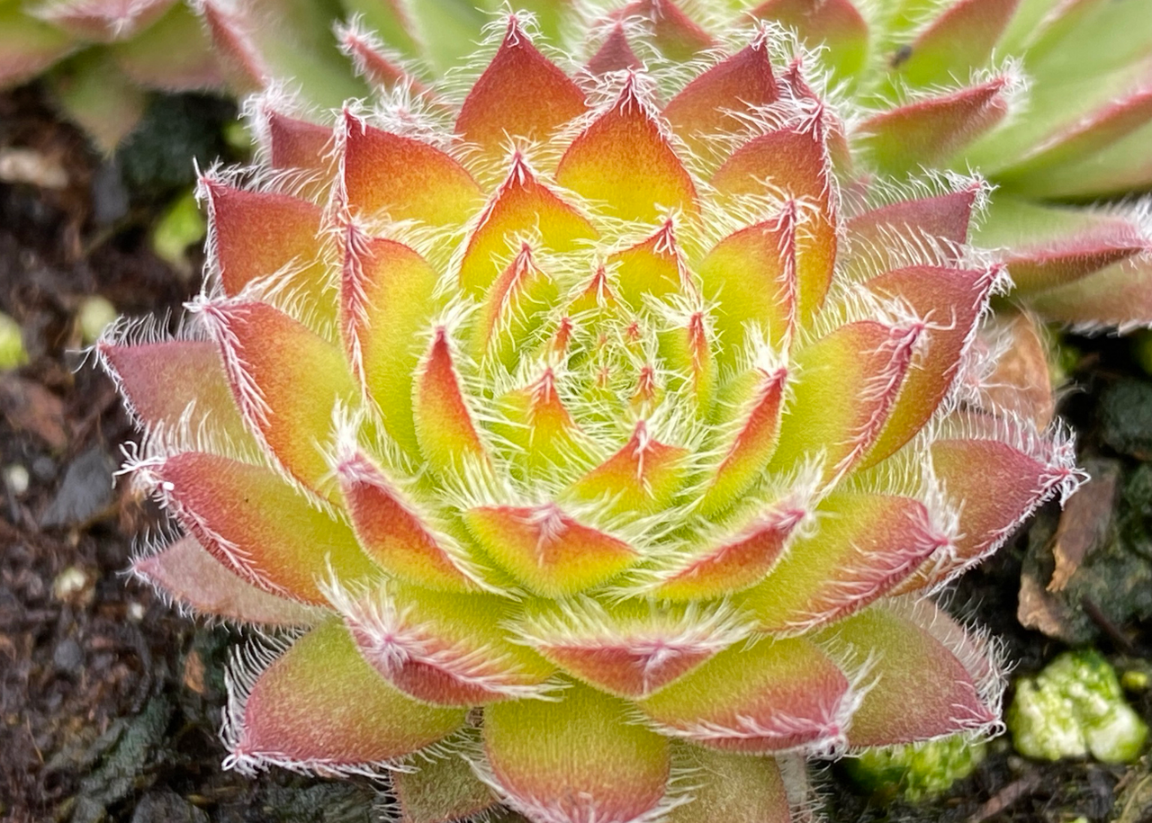 Chick Charms Hens and Chicks - Thumbnail 2