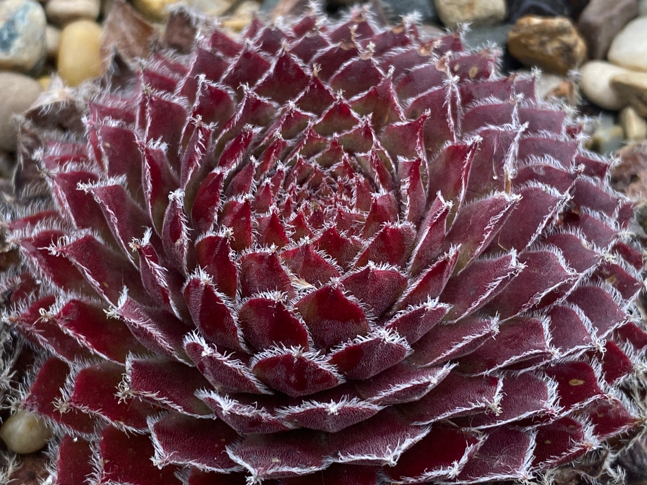 Chick Charms Hens and Chicks - Thumbnail 3