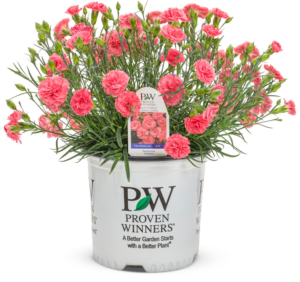 Fruit Punch® Classic Coral Pinks Dianthus | Plant Addicts