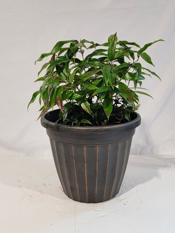 Scarletta Drooping Laurel | Plant Addicts