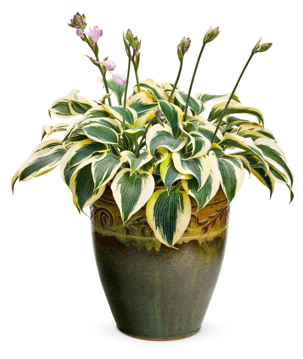 Hosta Shadowland 'Autumn Frost'