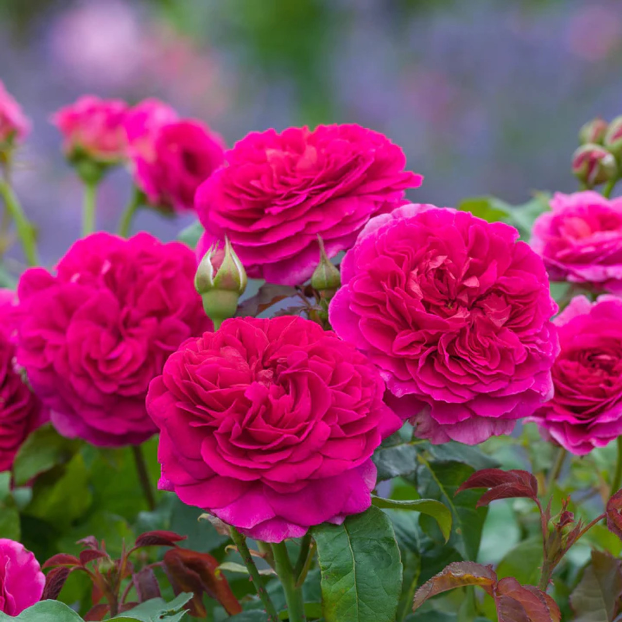 Gabriel Oak English Rose | Plant Addicts