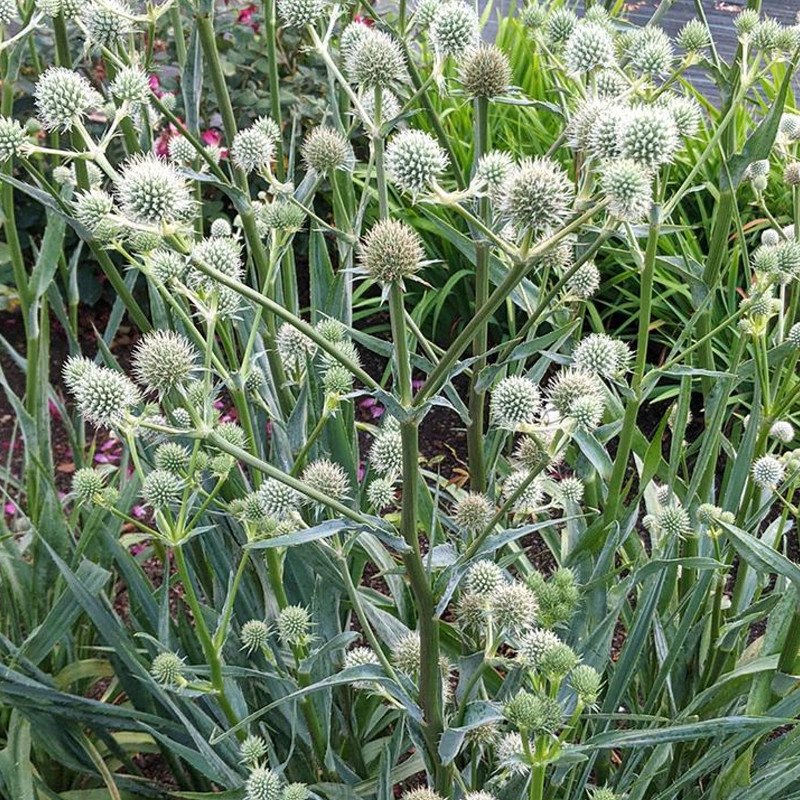 Rattlesnake Master