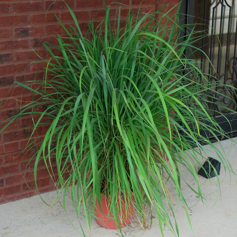 Lemon grass near me