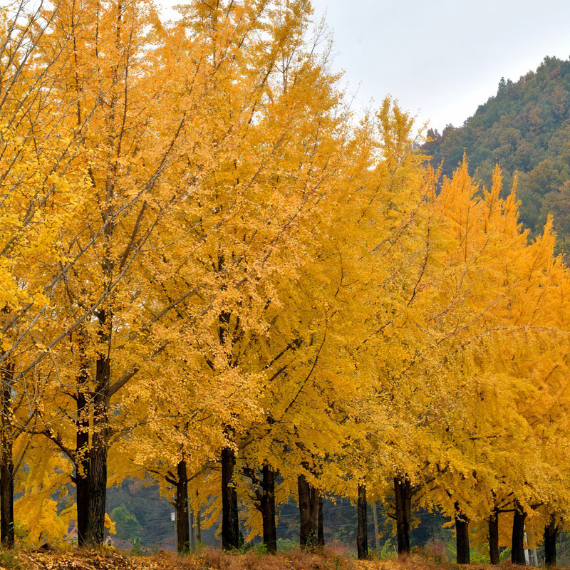Plant Addicts Ginkgo Tree - Thumbnail 3