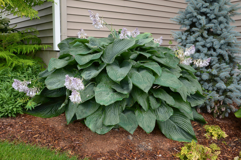 Proven Winners Shadowland Empress Wu Hosta - Thumbnail 4