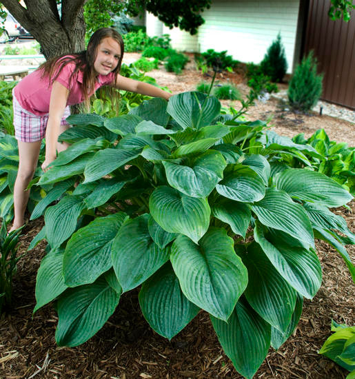 Proven Winners Shadowland Empress Wu Hosta - Thumbnail 5