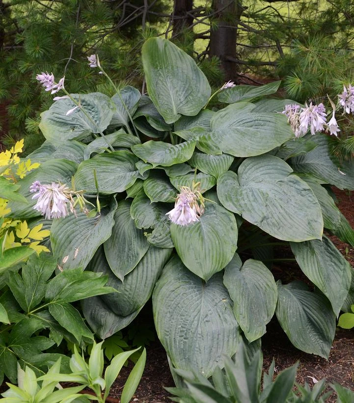 Shadowland Empress Wu Hosta in a shaded foundation planting with astilbe and blooming coral bells