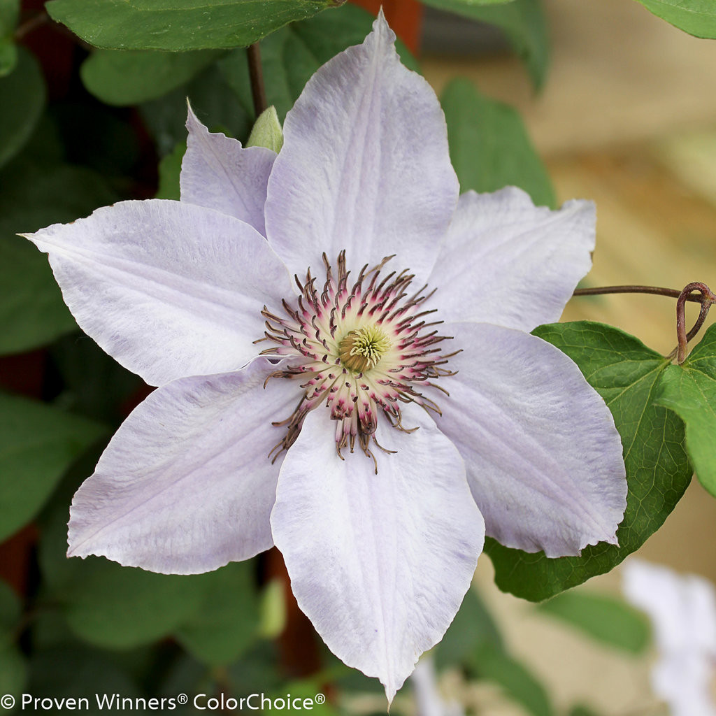 Proven Winners Still Waters Clematis - Thumbnail 5