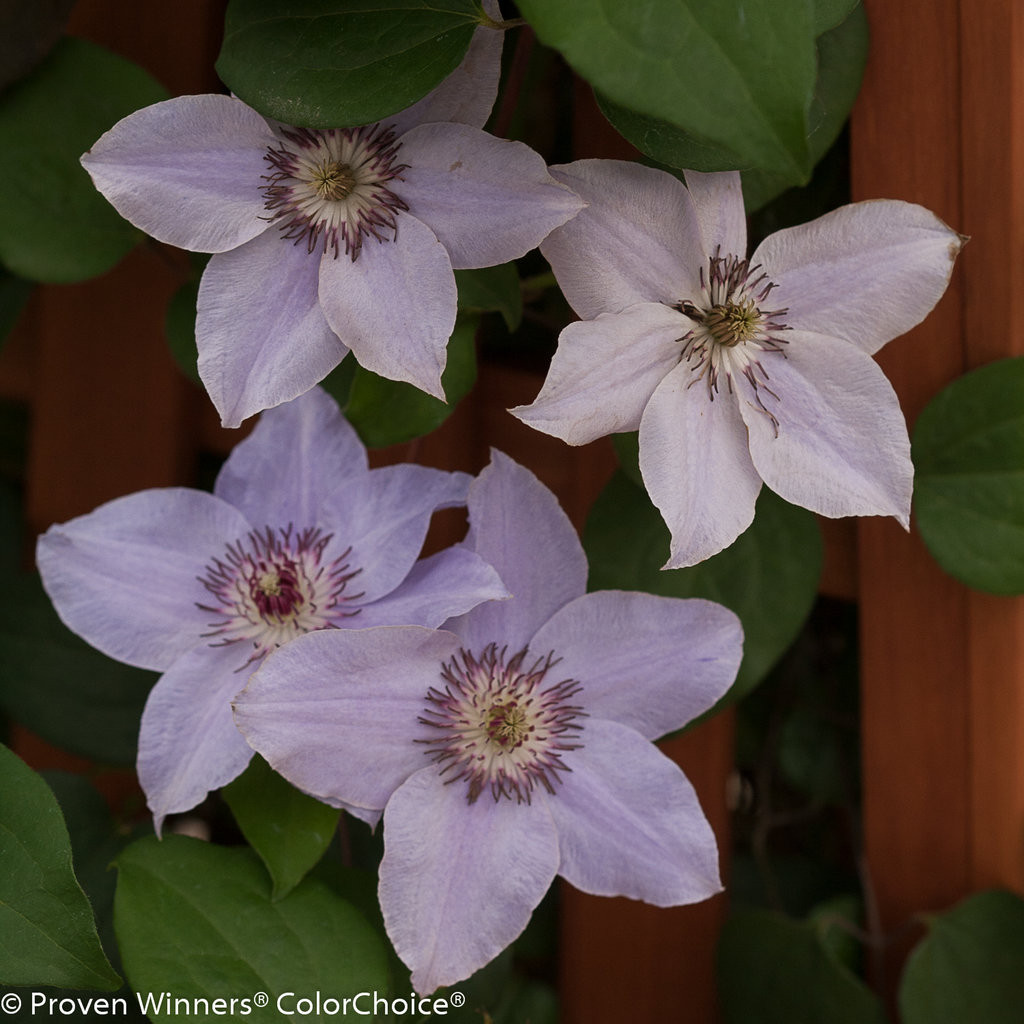 Proven Winners Still Waters Clematis - Thumbnail 2