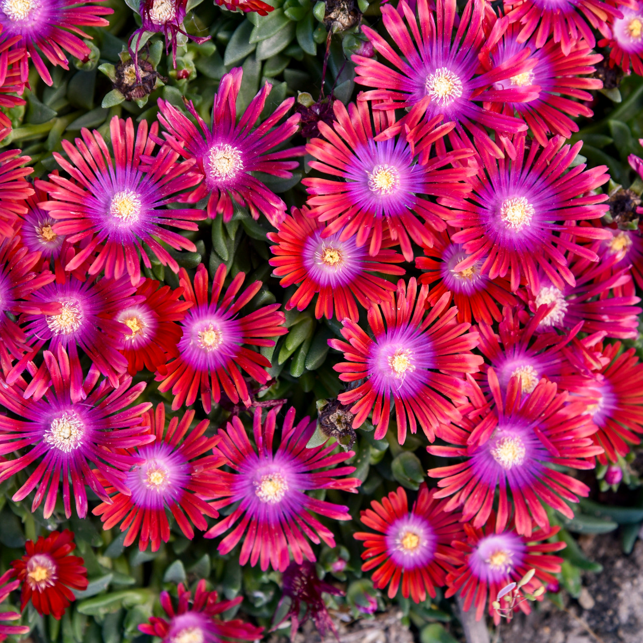 Kaleidoscope™ Razzle Dazzle Hardy Ice Plant | Plant Addicts