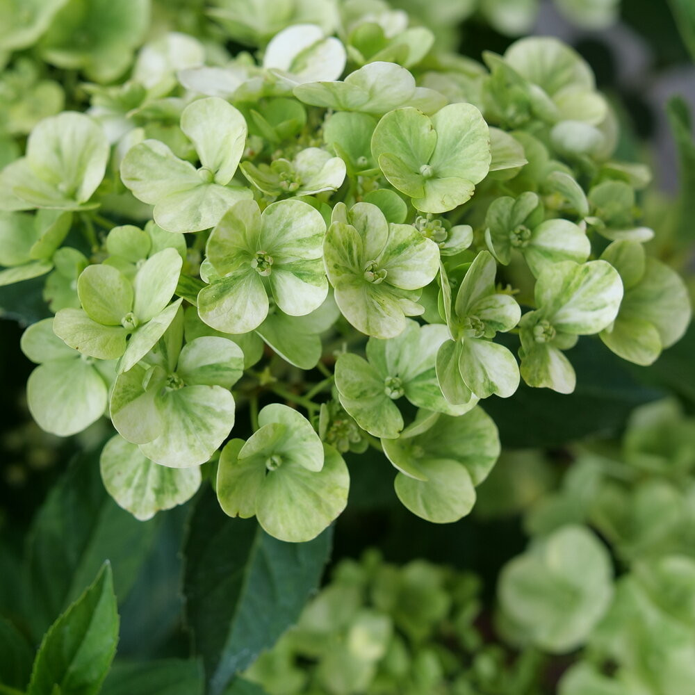 ドナルド・サルタン 「hydrangea in a green pot」 738678.jpg