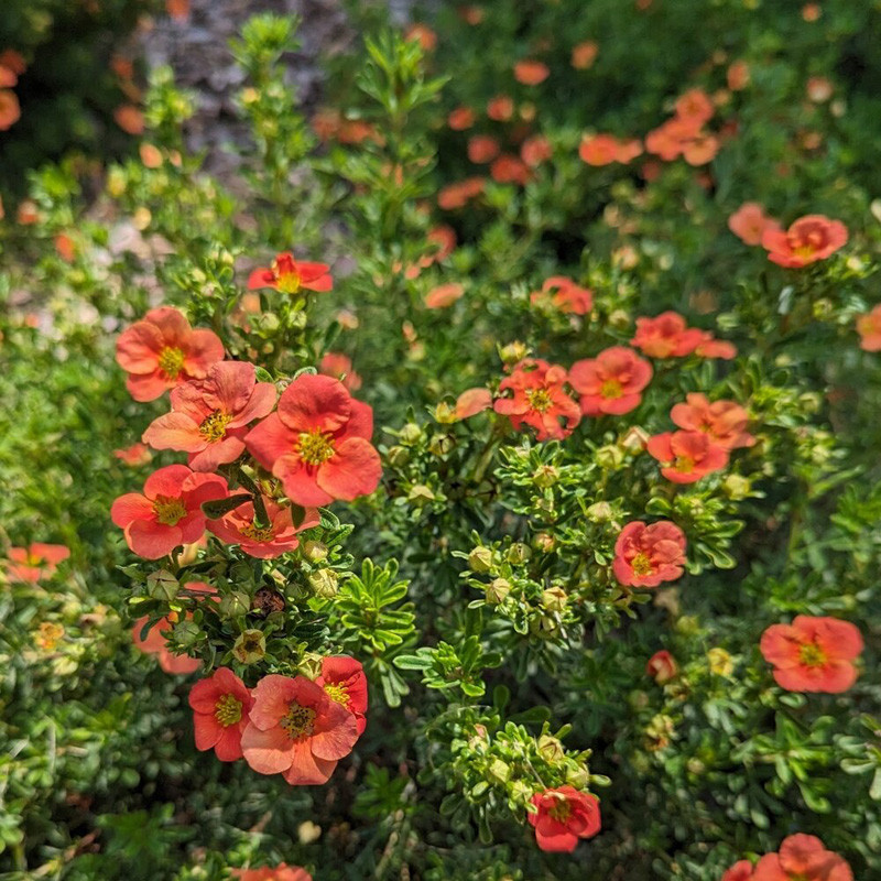 Happy Face® Orange Potentilla | Plant Addicts
