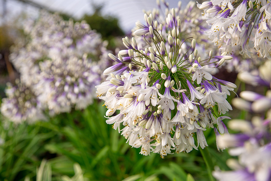 Ever Twilight Agapanthus