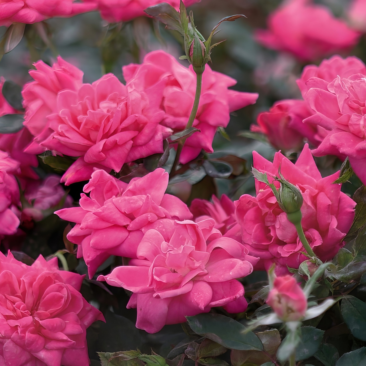 Knock Out® Double Pink Rose Tree | Plant Addicts